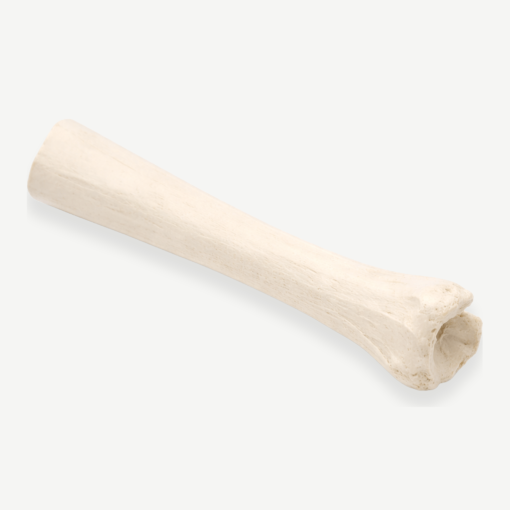 HC Biologics <br> Structural Allografts - Image 6