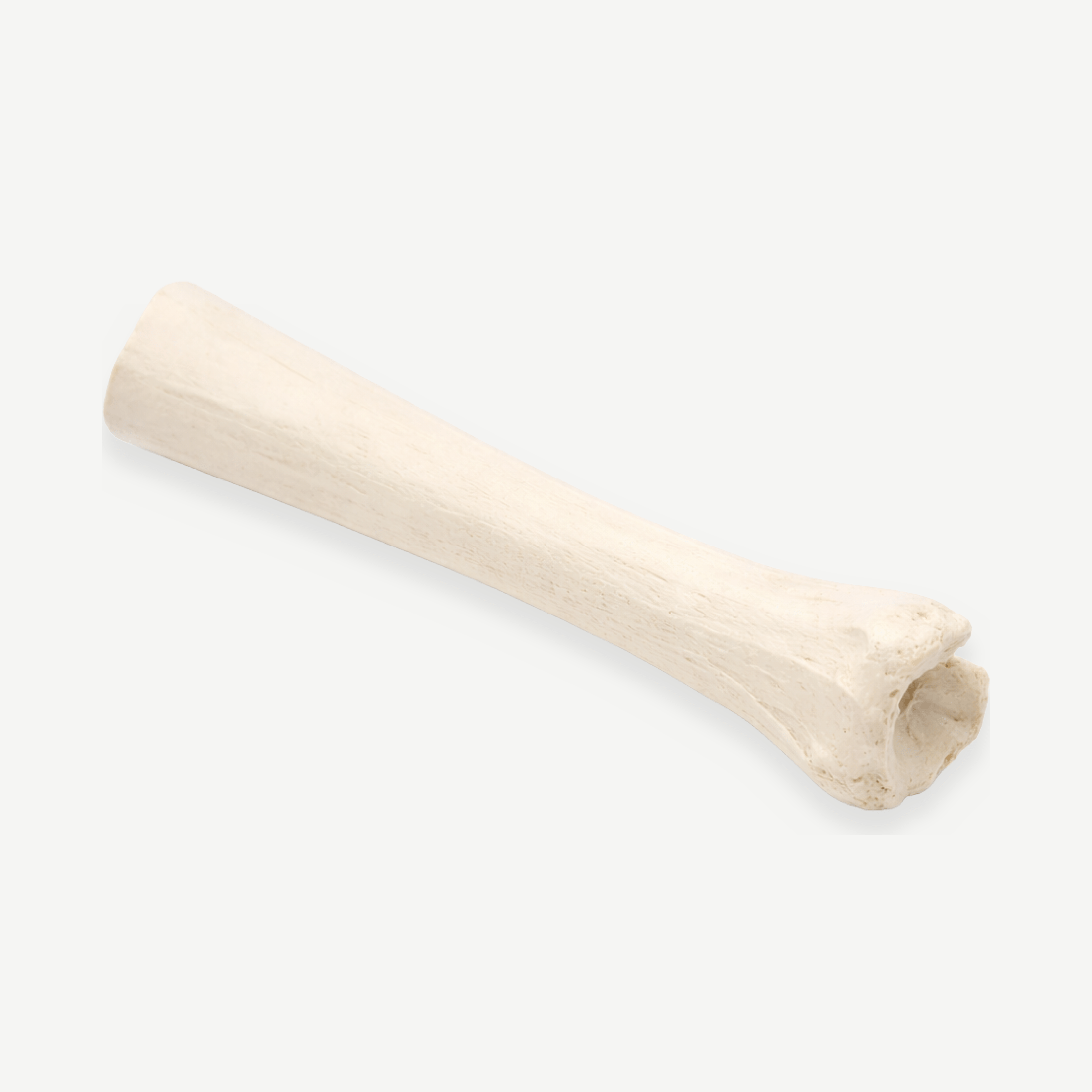 HC Biologics <br> Structural Allografts - Image 7