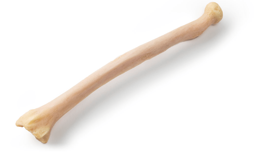 HC Biologics <br> Structural Allografts - Image 8
